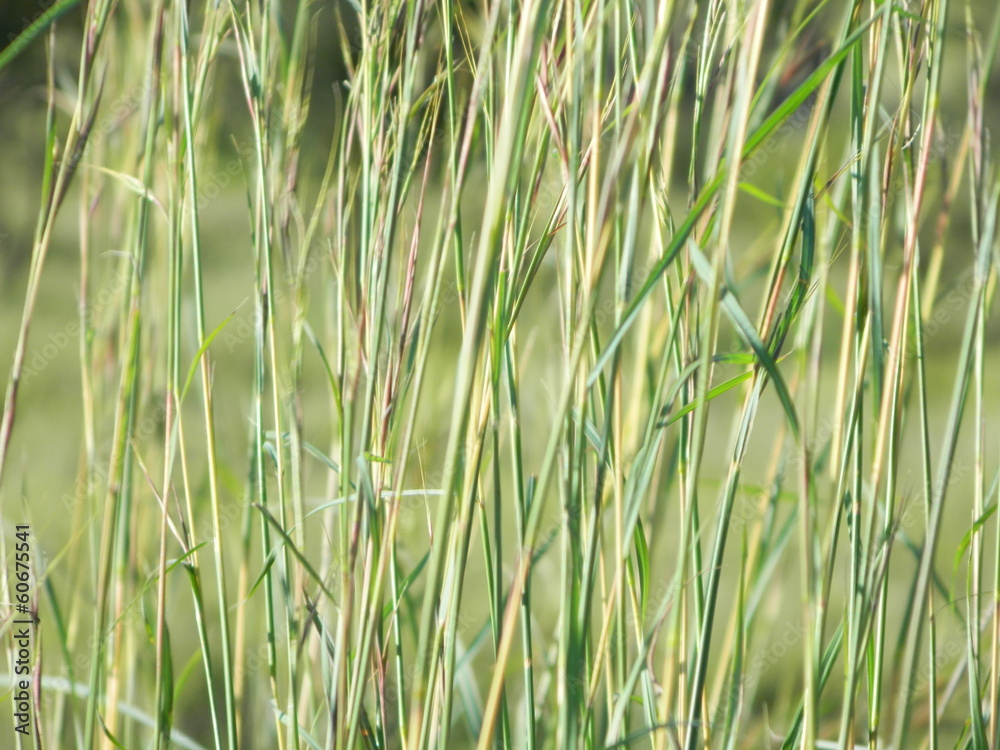 Fototapeta premium Grass