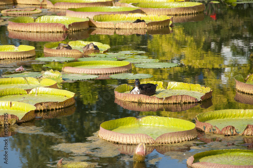 Ducks Floating on Lotus Leaves