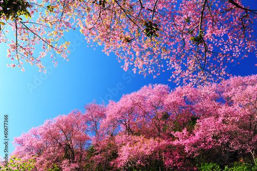 Superb Pink Cherry Blossom with Blue Sky Background
