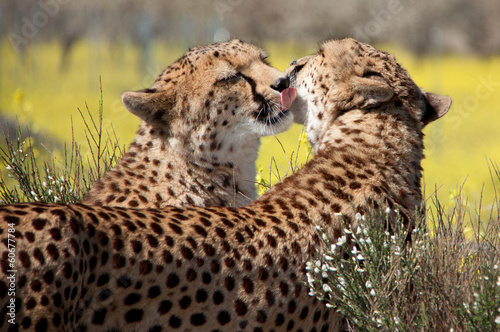 Gepardenpaar