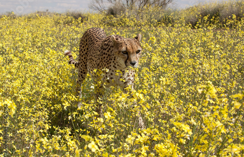 Gepard zwischen gelben Blumen