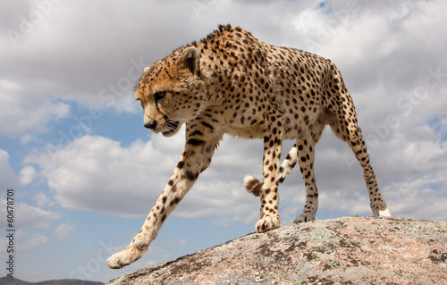 Gepard auf einem Felsen