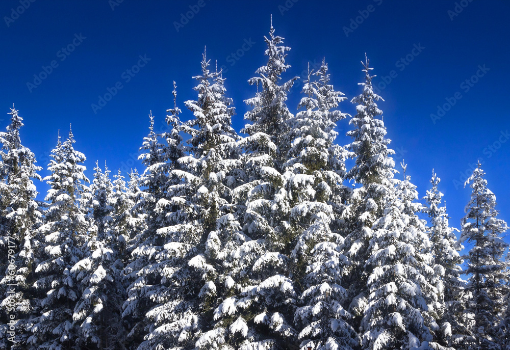 Verschneite Tannenbäume bei Traumwetter Verschneite Tannenbäume bei Traumwetter