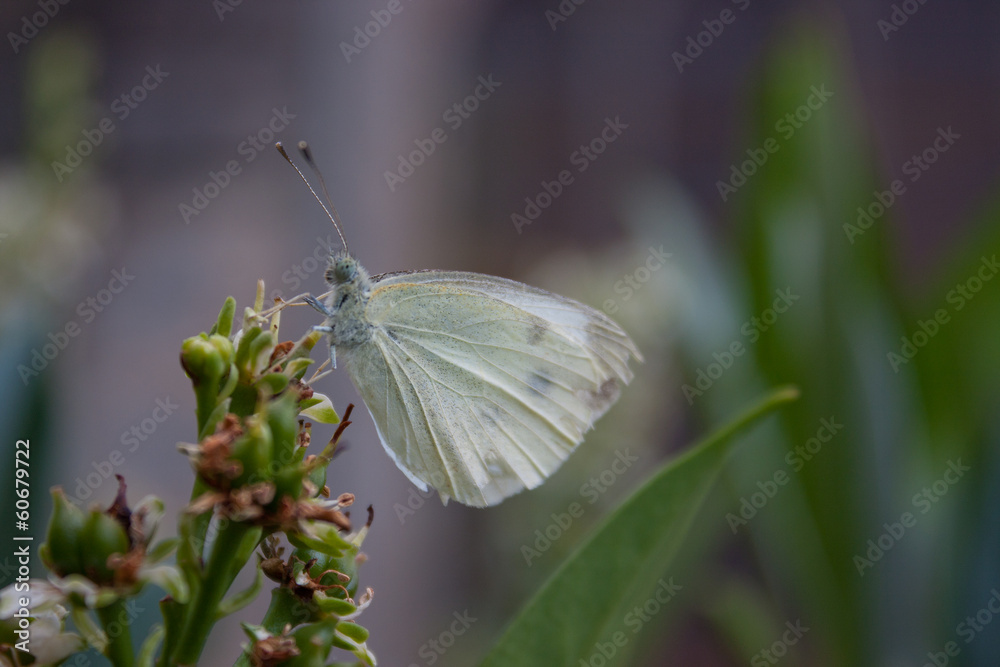Papillon Papillon