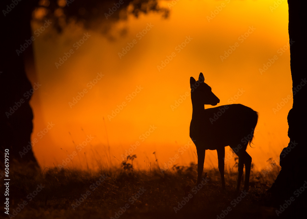Fallow deer at dawn Fallow deer at dawn
