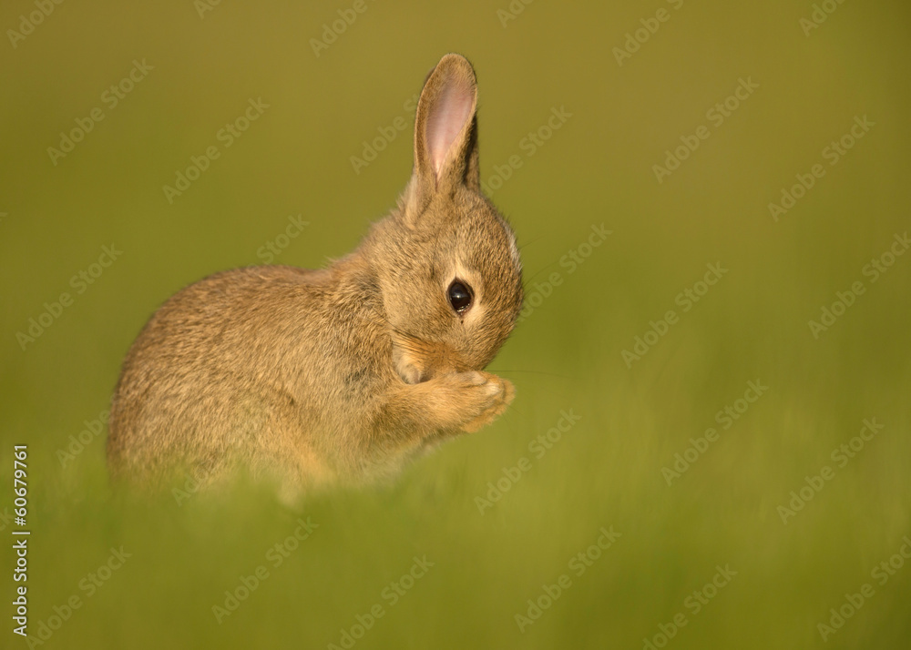 Fototapeta premium European Rabbit juvenile washing itself in the meadow.