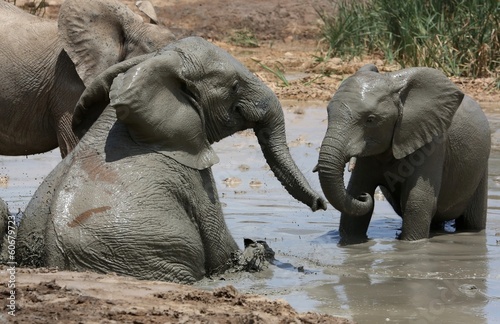 Sticker Elephant Mud Bath