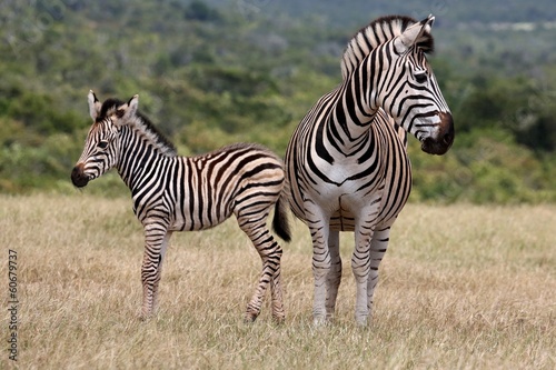 Baby Zebra and Mother