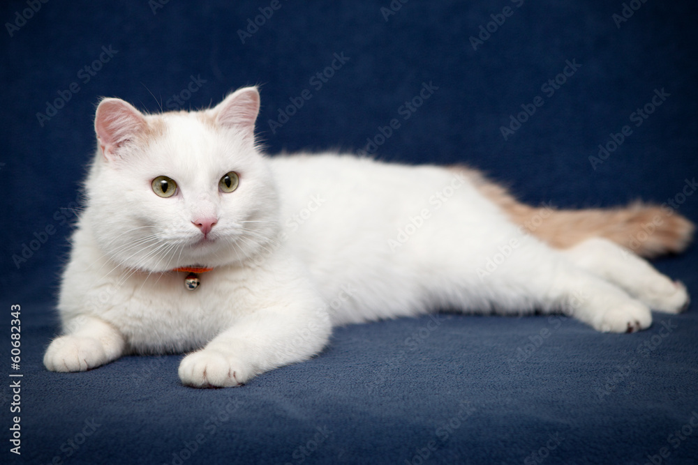 White beautifull cat lying on blue blanket