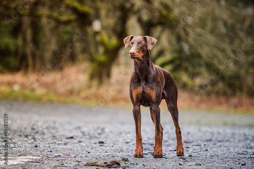Dobermann freistehend