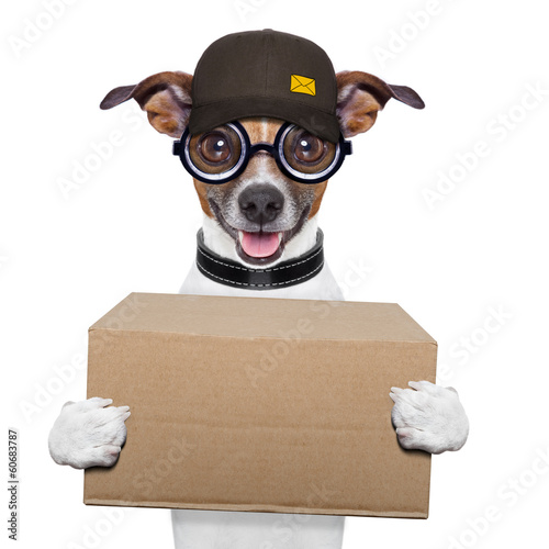 Dog delivery cheap