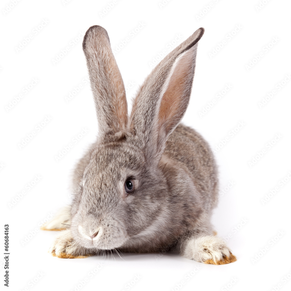 Obraz premium Rabbit