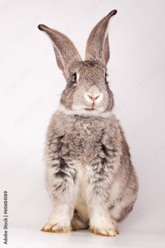 Obraz premium Rabbit