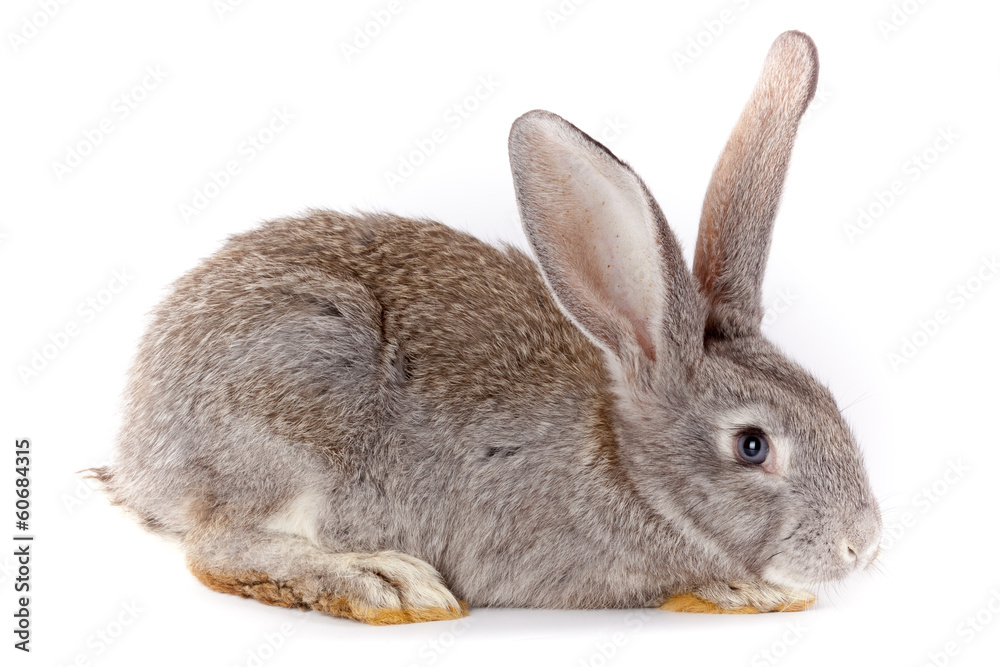 Obraz premium Rabbit