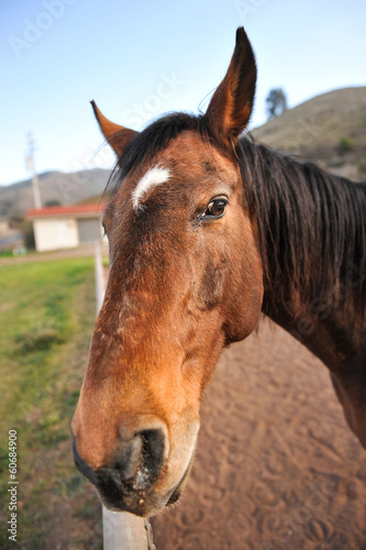 Portrait of a horse head outdoors in field