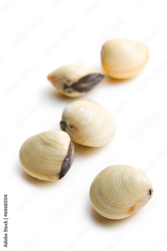 Fototapeta premium fresh clams