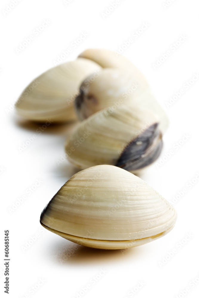 fresh clams fresh clams