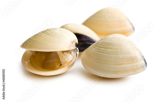 fresh clams photo