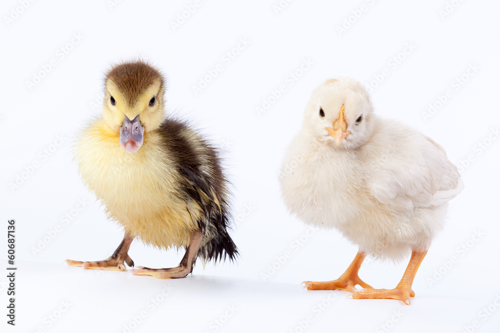Chicken and duckling