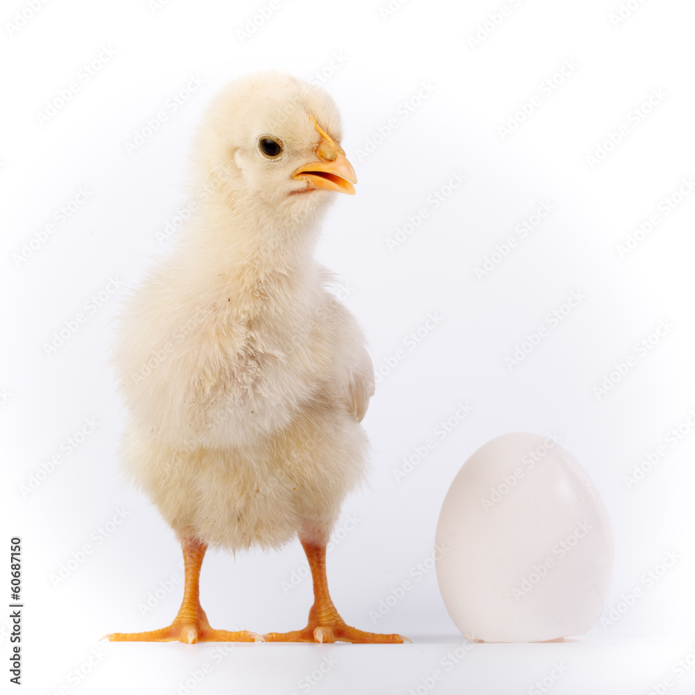 Fototapeta premium Chicken