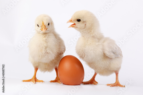 Slika na platnu Chicken