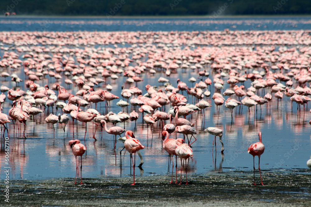Naklejka premium Flamingos in Africa