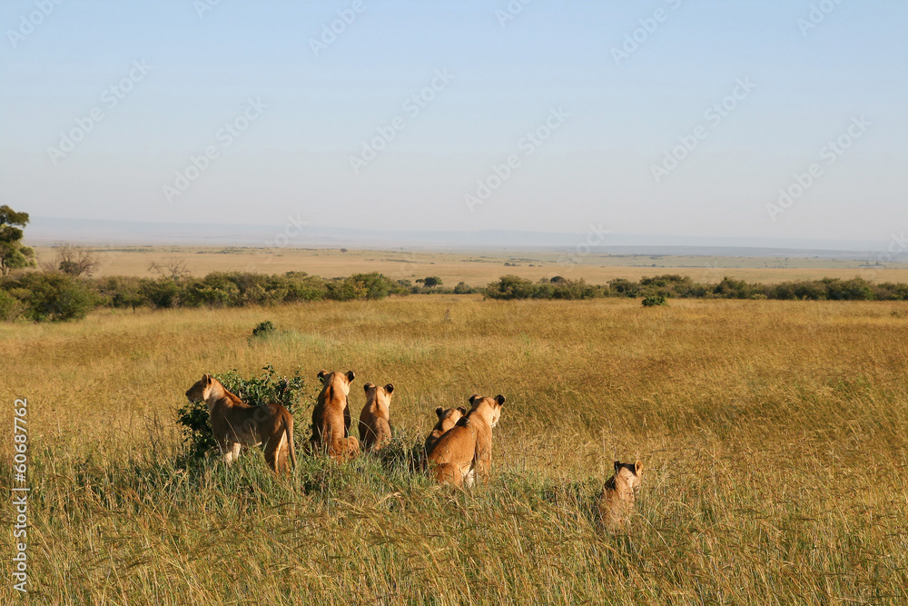Naklejka premium A group of wild lions