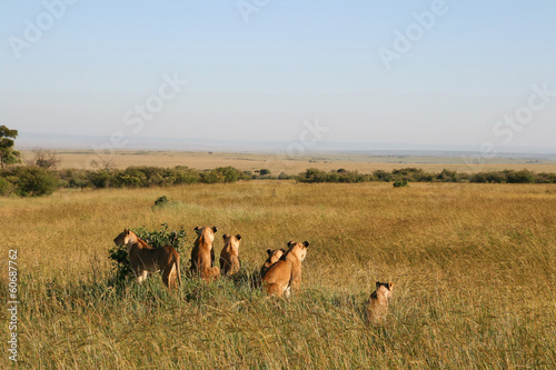 A group of wild lions