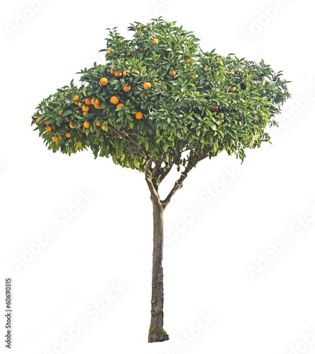 Tangerine tree on white background