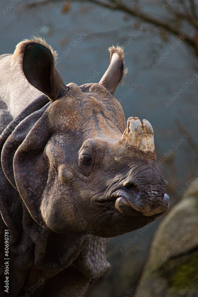 Obraz premium Rhinoceros