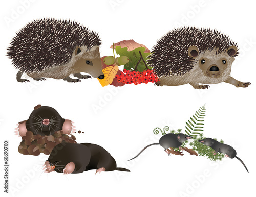 Insectivorous mammals