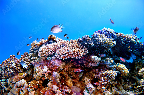 Group of coral fish  water. #60690716