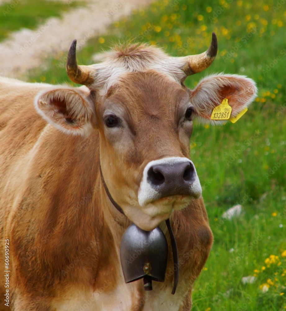 Kuh in den Alpen Kuh in den Alpen