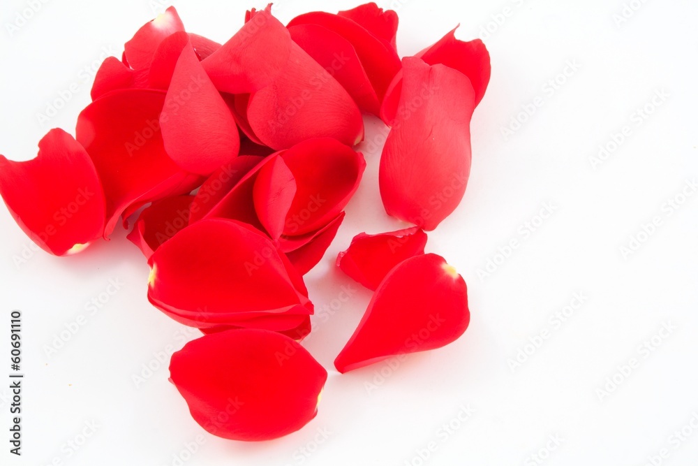 red rose red rose