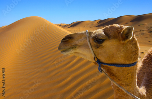Desert dunes with camel face