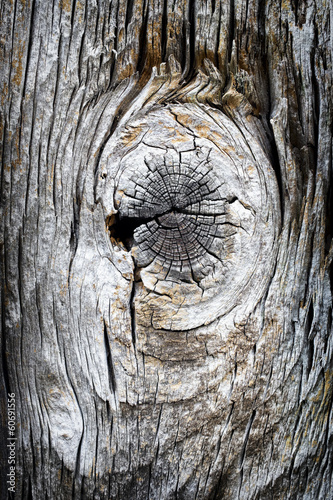 bark - tree trunk