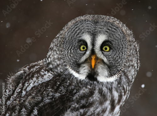 Great Gray Owl Face