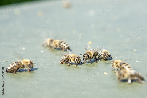Honigbienen auf Nahrungssuche am Boden