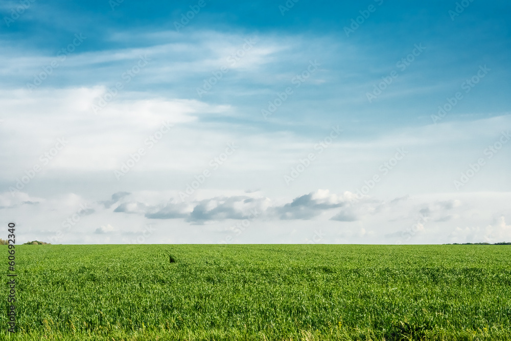 Green wheat field on a background of blue sky