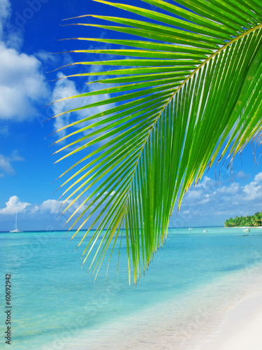 tropical beach in Dominican republic. Caribbean sea © anakondasp