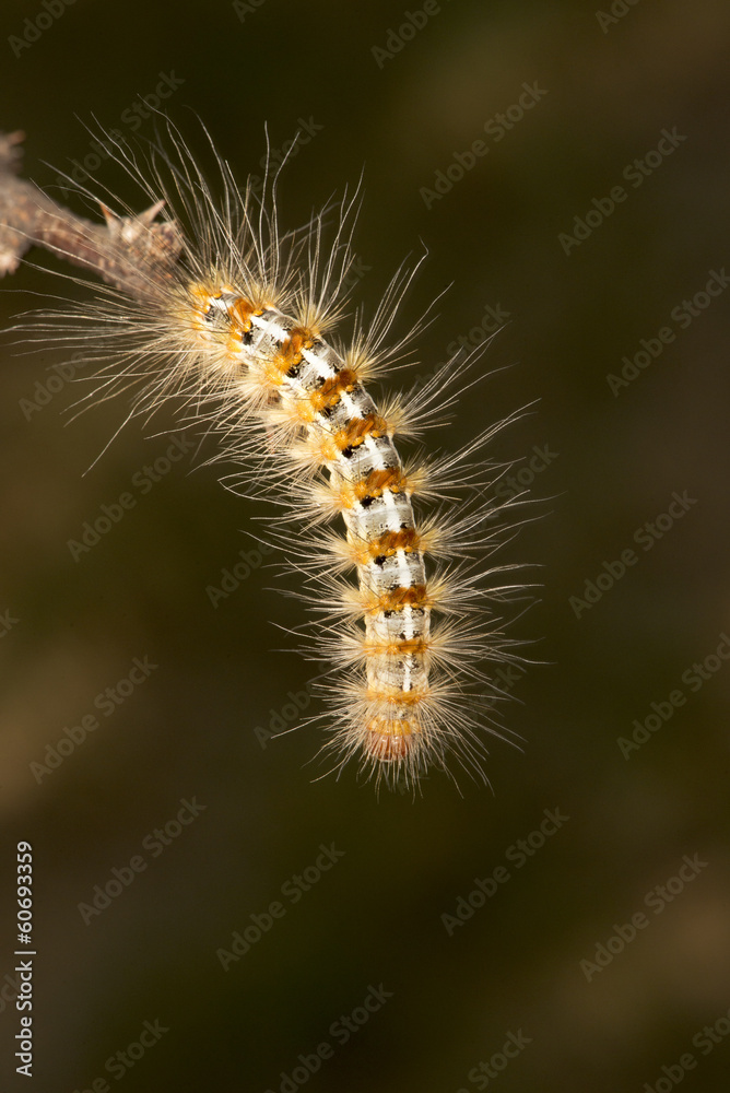 Hairy Caterpillar