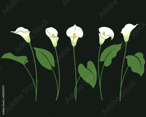 Fototapeta Naklejka Na Ścianę i Meble -  Bunches of calla lily