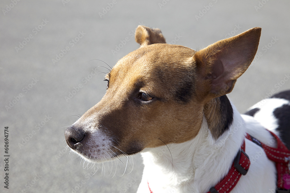Portrait of a jack russell