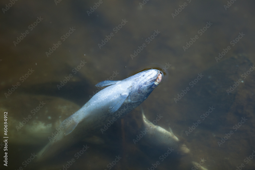 Fototapeta premium Dead fish in polluted pond/river/lake