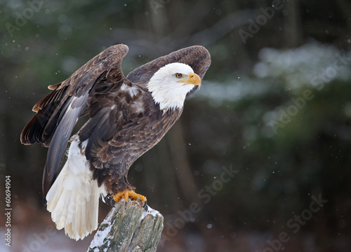 A Bald Eagle (haliaeetus leucocephalus)