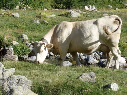Fotografie vache a lait