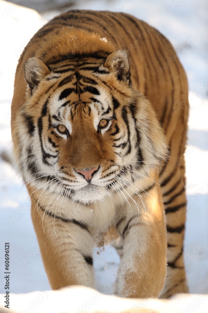 Fototapeta premium Tigre siberiana