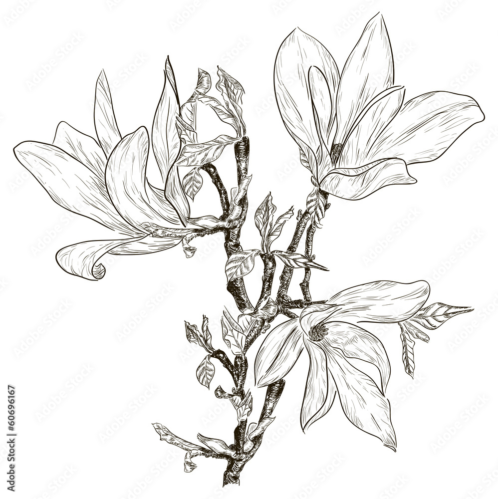 Fototapeta premium Hand drawing spring magnolia blossoms