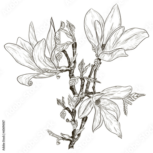 Hand drawing spring magnolia blossoms