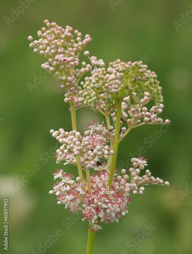 White meadow flowers